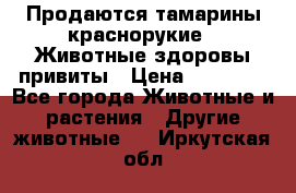 Продаются тамарины краснорукие . Животные здоровы привиты › Цена ­ 85 000 - Все города Животные и растения » Другие животные   . Иркутская обл.